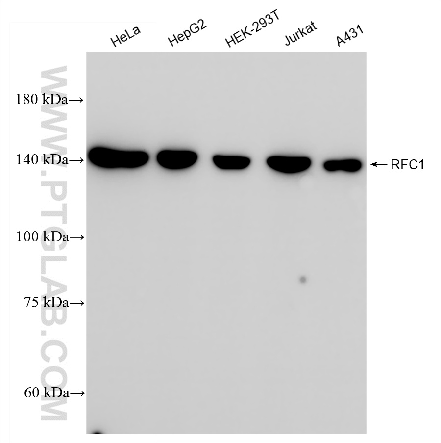 WB analysis of HeLa using 85148-1-RR