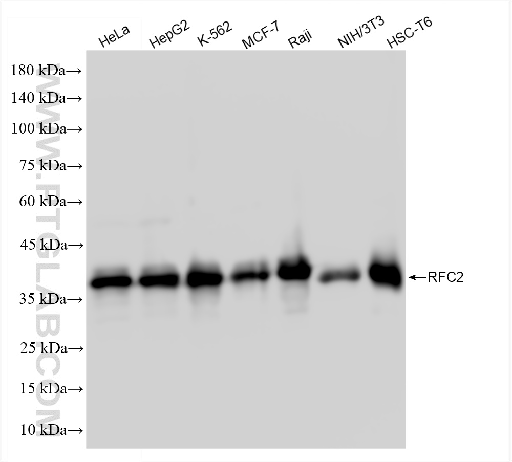 WB analysis using 84892-1-RR
