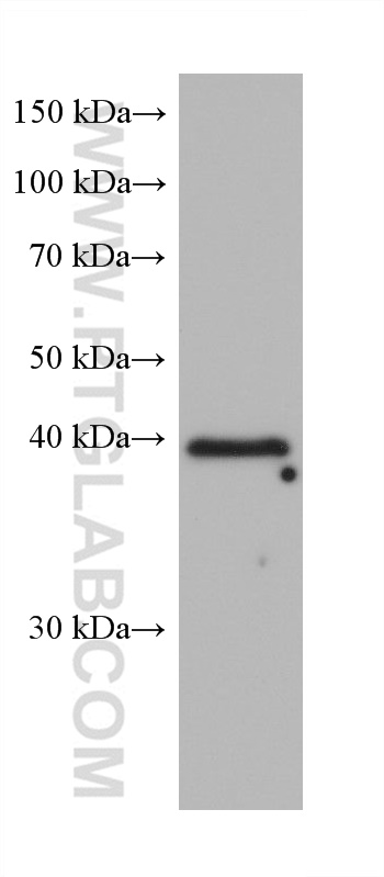 WB analysis of NIH/3T3 using 68290-1-Ig