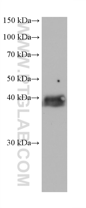 WB analysis of HSC-T6 using 68290-1-Ig