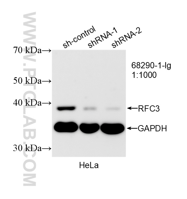 WB analysis of HeLa using 68290-1-Ig