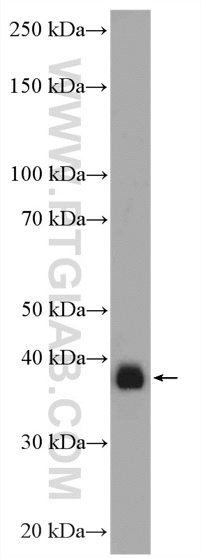 WB analysis of MCF-7 using 10806-1-AP