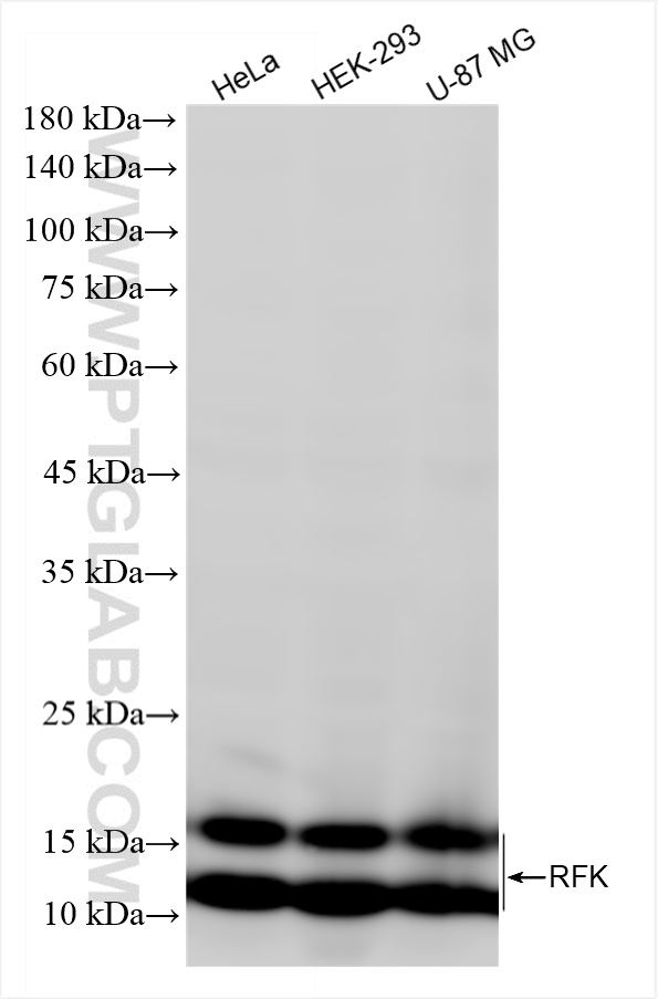 Various lysates were subjected to SDS PAGE followed by western blot with <a class='green' href='/productredirect?CatalogNo=85032-2-RR' target='_blank'>85032-2-RR</a> (RFK antibody) at dilution of 1:5000 incubated at room temperature for 1.5 hours. This data was developed using the same antibody clone with 85032-2-PBS in a different storage buffer formulation. WB analysis using 85032-2-RR (same clone as 85032-2-PBS)