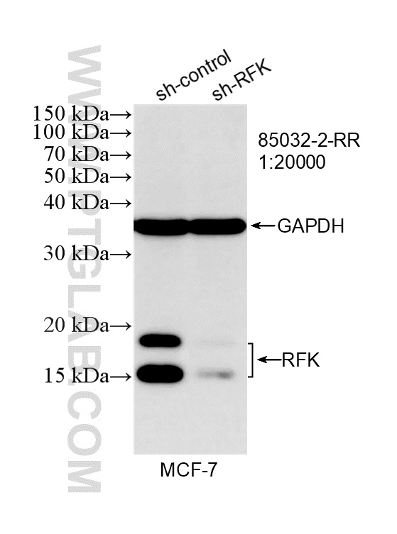 WB result of RFK antibody (<a class='green' href='/productredirect?CatalogNo=85032-2-RR' target='_blank'>85032-2-RR</a>; 1:20000; incubated at room temperature for 1.5 hours) with sh-Control and sh-RFK transfected MCF-7 cells. This data was developed using the same antibody clone with 85032-2-PBS in a different storage buffer formulation. WB analysis of MCF-7 using 85032-2-RR (same clone as 85032-2-PBS)