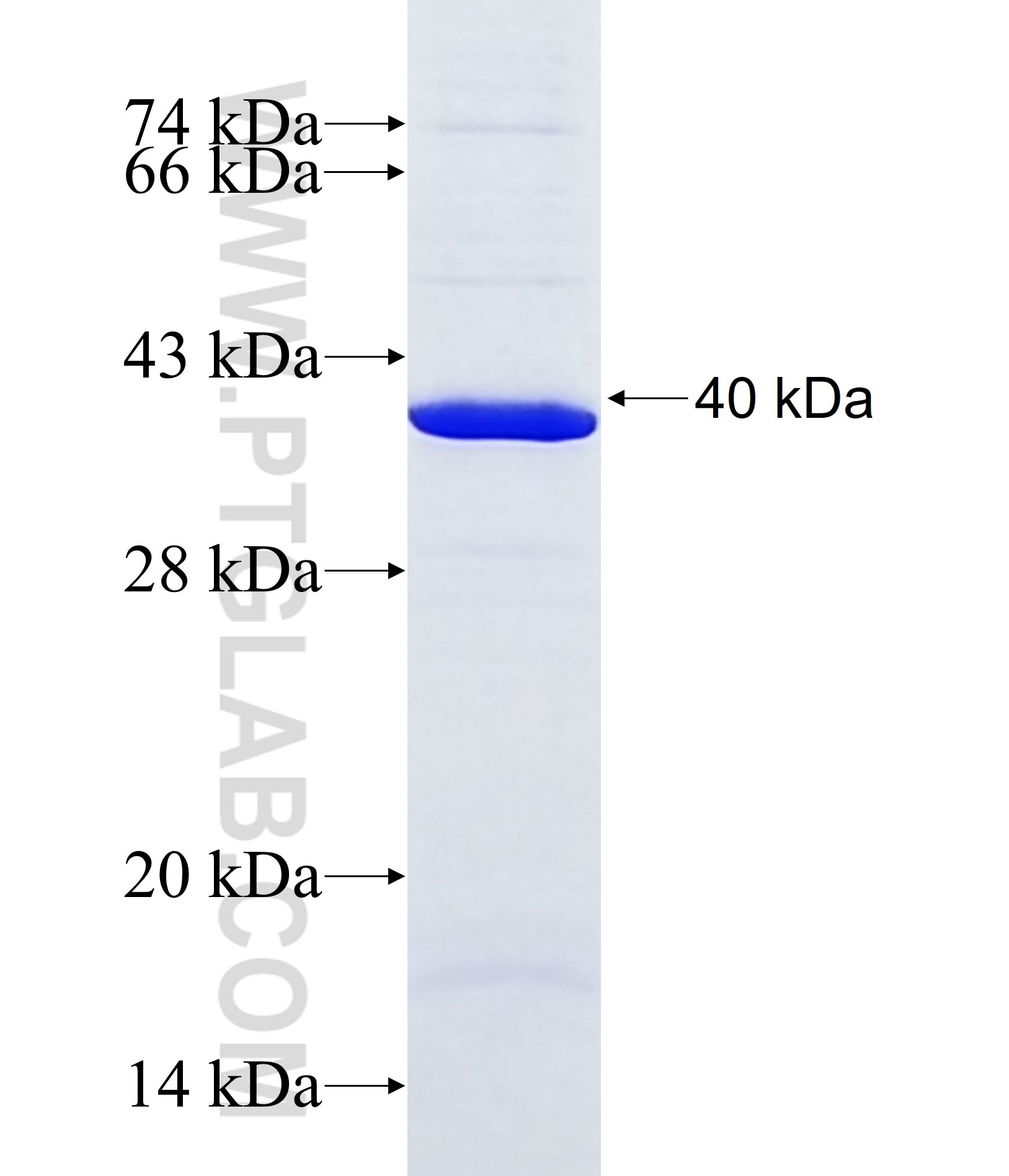 RFNG fusion protein Ag38023 SDS-PAGE RFNG fusion protein Ag38023 SDS-PAGE