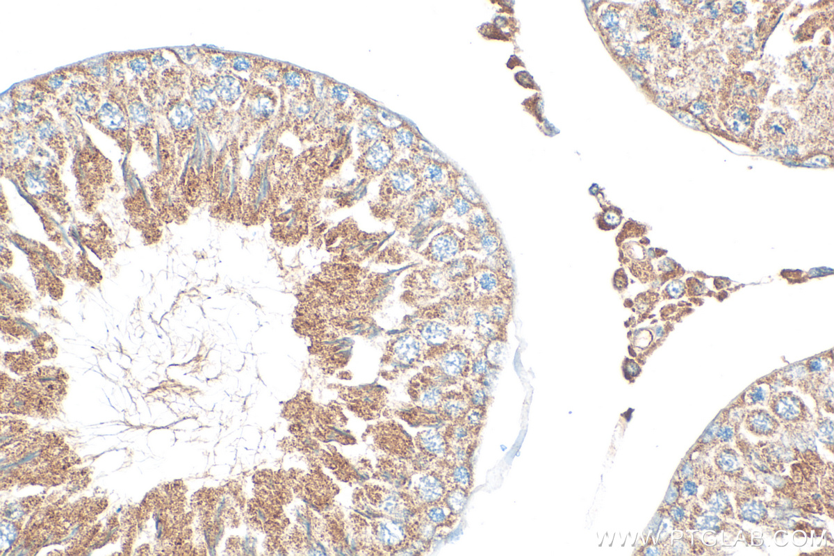 IHC staining of rat testis using 20207-1-AP