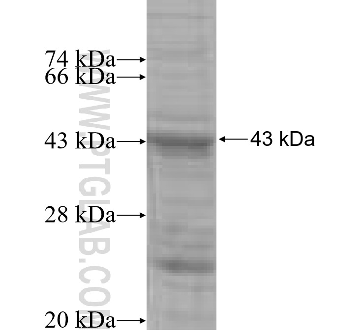 COP1 fusion protein Ag5293 SDS-PAGE COP1 fusion protein Ag5293 SDS-PAGE