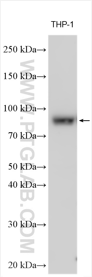 WB analysis using 12622-1-AP