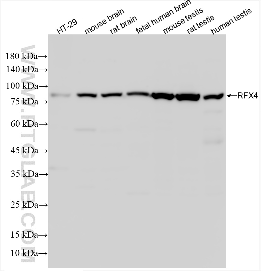 WB analysis using 86413-1-RR