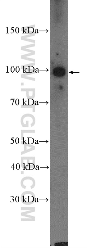 WB analysis of Caco-2 using 22551-1-AP