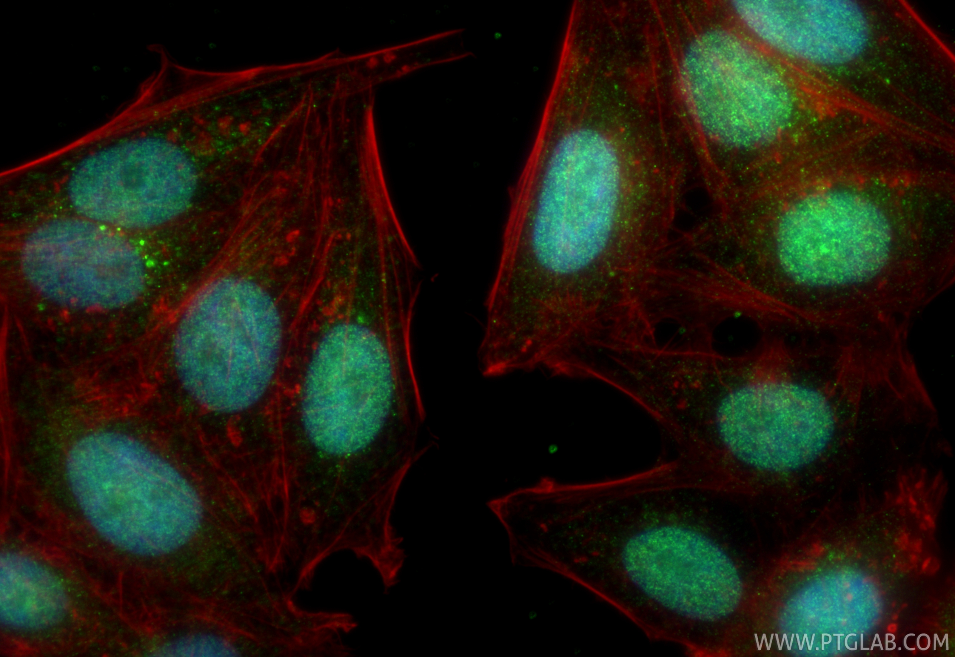 Immunofluorescent analysis of (4% PFA) fixed HepG2 cells using RFXAP antibody (20188-1-AP) at dilution of 1:400 and CoraLite®488-Conjugated Goat Anti-Rabbit IgG(H+L) (<a class='green' href='/productredirect?CatalogNo=SA00013-2' target='_blank'>SA00013-2</a>), CL594-phalloidin (red). IF Staining of HepG2 using 20188-1-AP