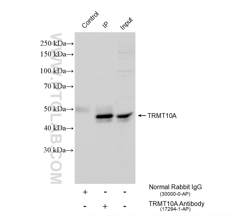 IP result of anti-TRMT10A (IP:17294-1-AP, 4ug; Detection:17294-1-AP 1:3000) with HeLa cells lysate 1200 ug. IP experiment of HeLa using 17294-1-AP