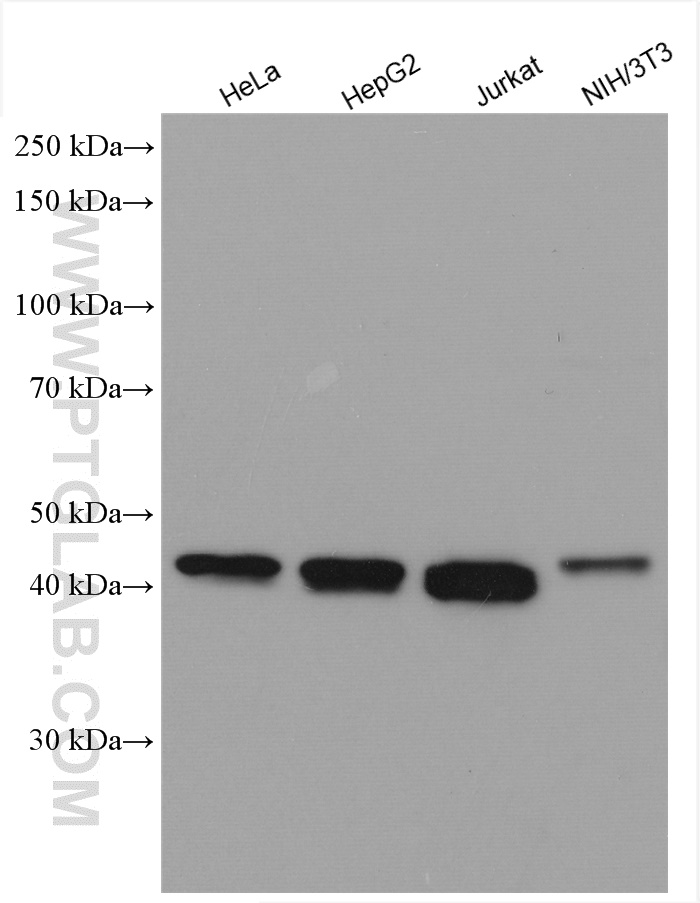 TRMT10A