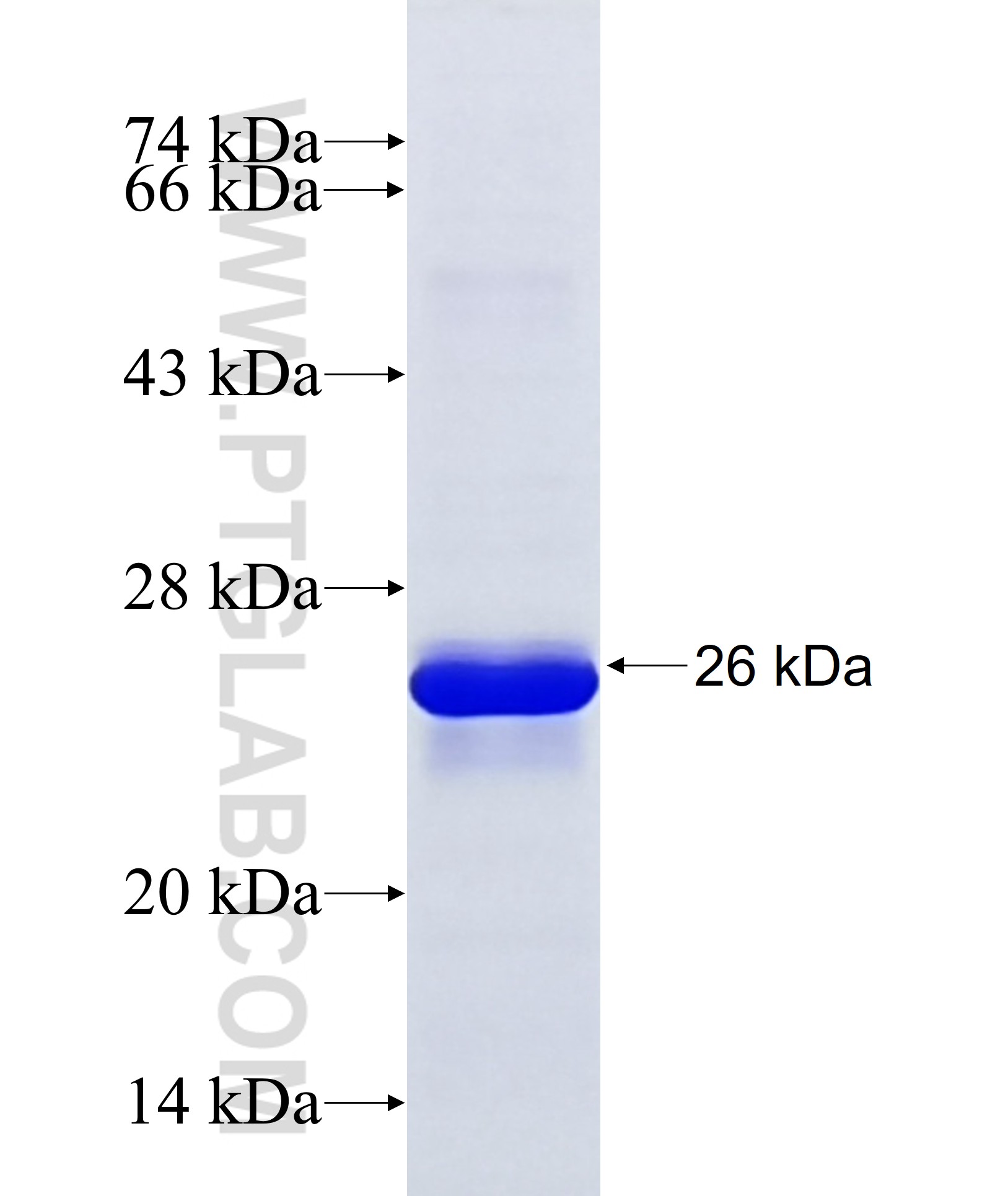 RG9MTD3 fusion protein Ag36955 SDS-PAGE