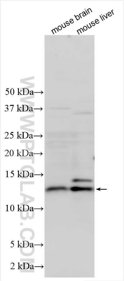 WB analysis using 19556-1-AP