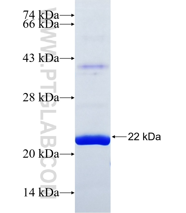 RGL4 fusion protein Ag16558 SDS-PAGE