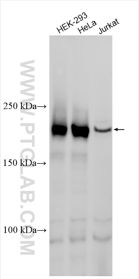 WB analysis using 17144-1-AP