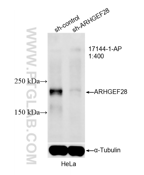 WB analysis of HeLa using 17144-1-AP (same clone as 17144-1-PBS) WB analysis of HeLa using 17144-1-AP (same clone as 17144-1-PBS)