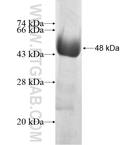 RGNEF fusion protein Ag10827 SDS-PAGE RGNEF fusion protein Ag10827 SDS-PAGE