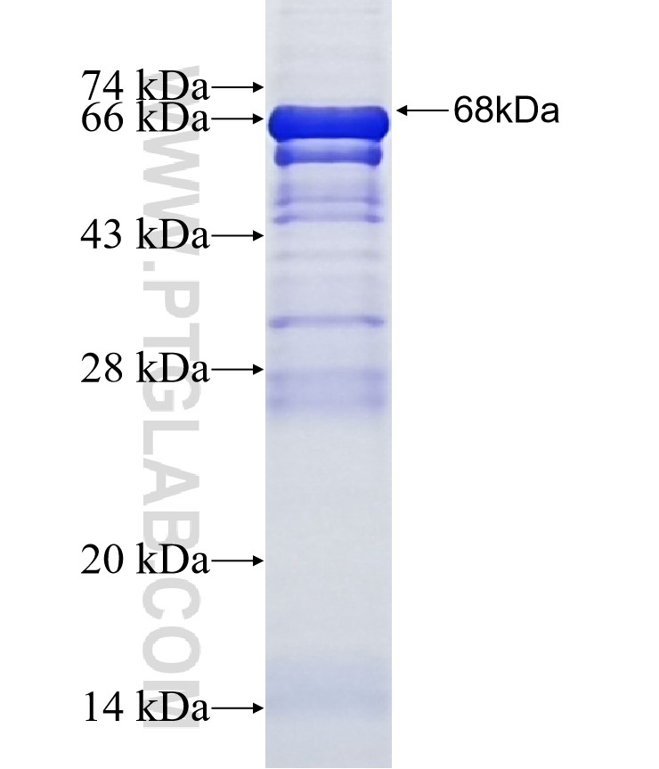 RGP1 fusion protein Ag13902 SDS-PAGE