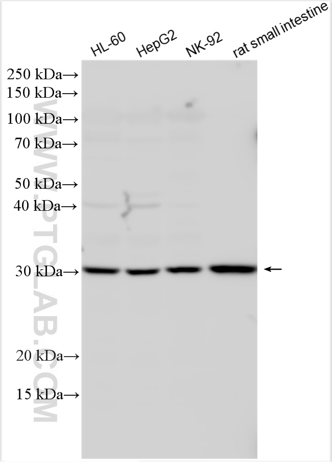 WB analysis using 12547-1-AP