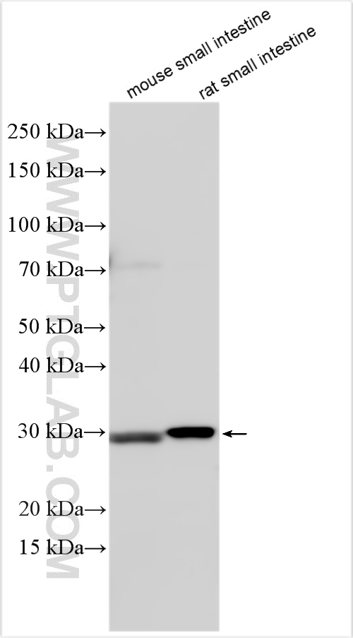 WB analysis using 12547-1-AP