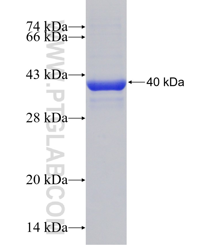 RGS12 fusion protein Ag30731 SDS-PAGE