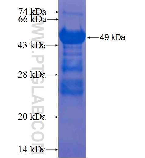 RGS16 fusion protein Ag0880 SDS-PAGE
