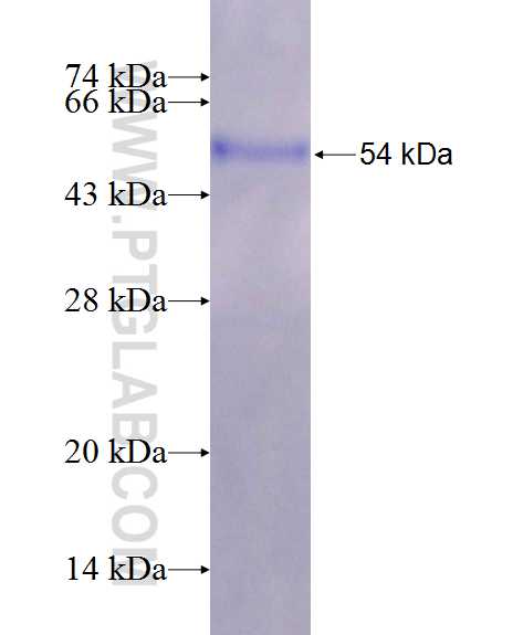 RGS18 fusion protein Ag2445 SDS-PAGE