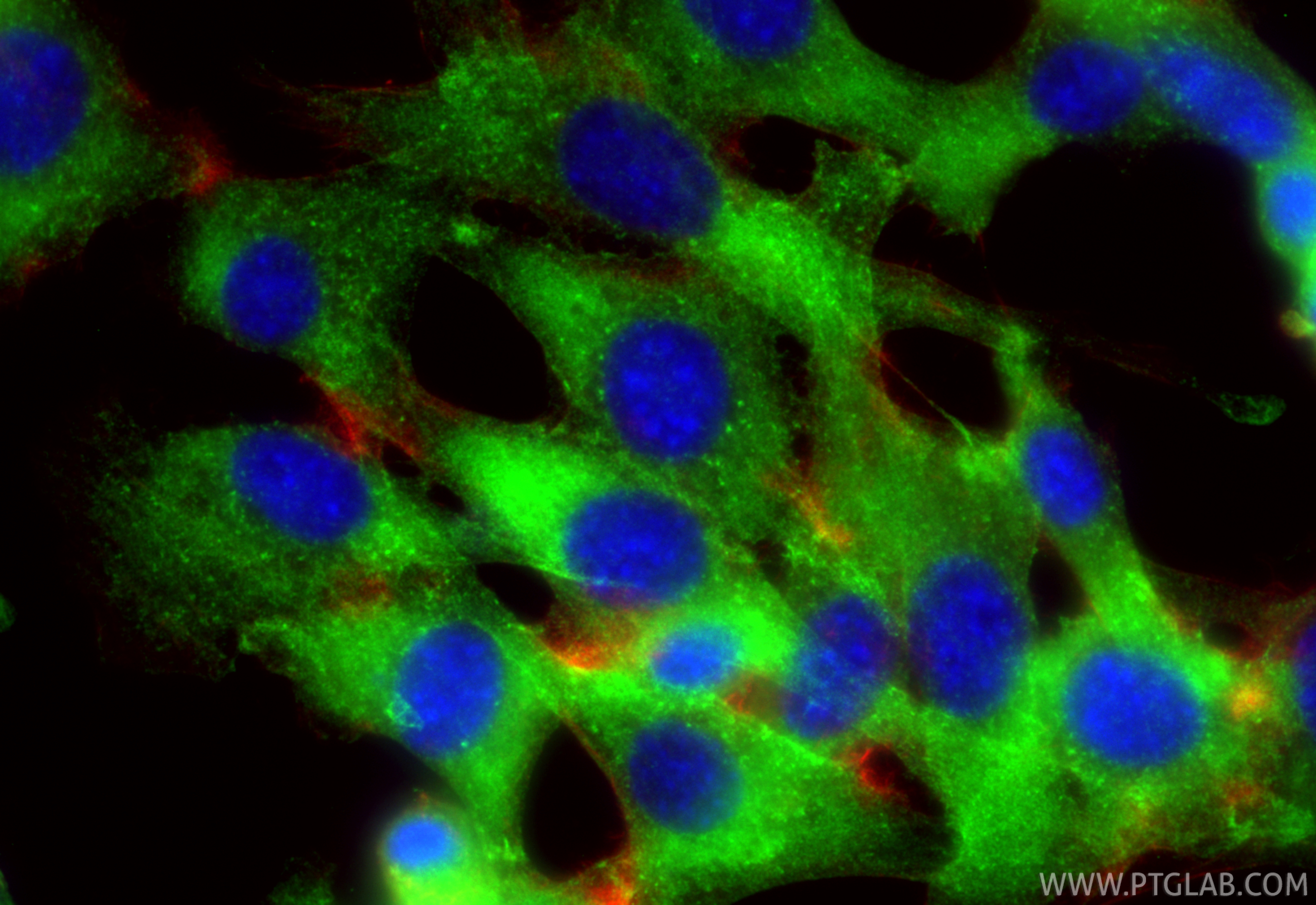 IF Staining of NIH/3T3 using 88404-1-RR IF Staining of NIH/3T3 using 88404-1-RR