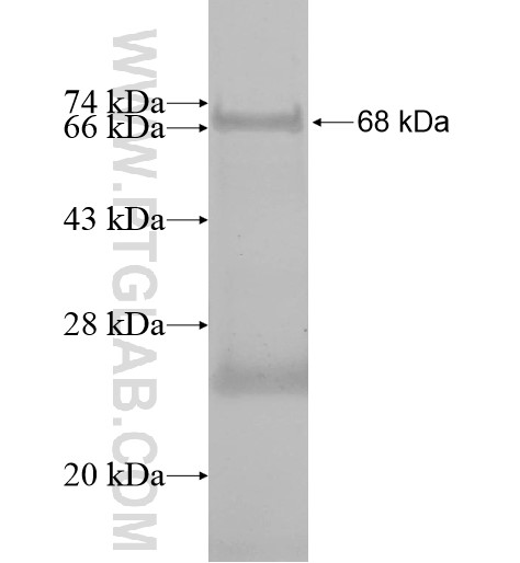 RGS6 fusion protein Ag12772 SDS-PAGE