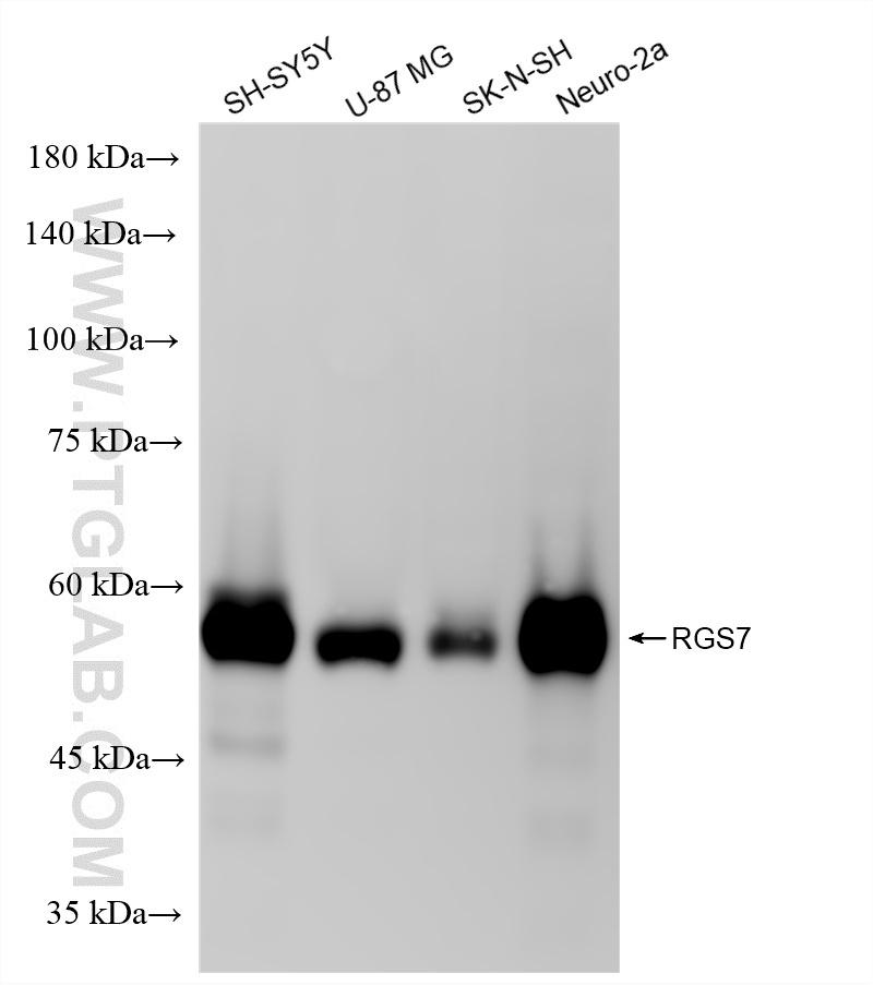 WB analysis using 86846-2-RR (same clone as 86846-2-PBS)
