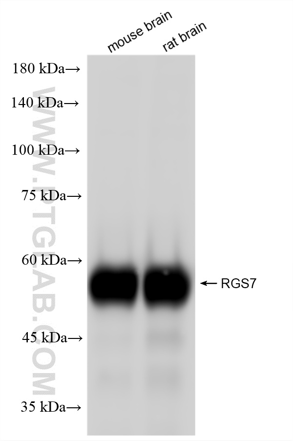 WB analysis using 86846-2-RR (same clone as 86846-2-PBS)