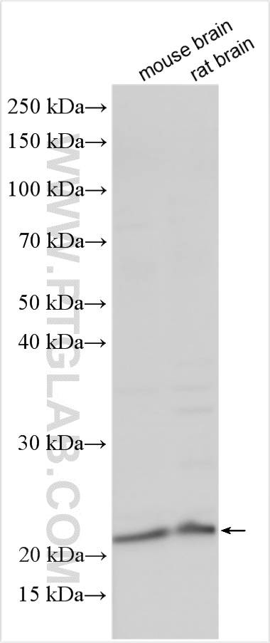 WB analysis using 27394-1-AP