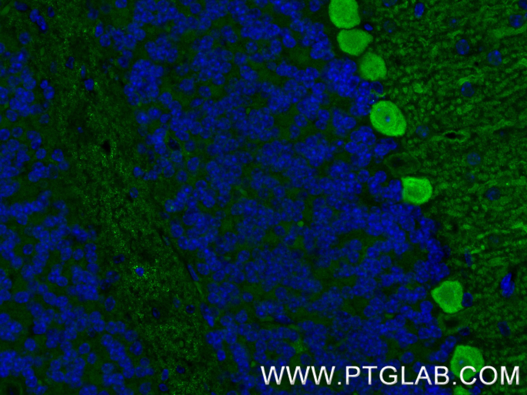 IF Staining of mouse cerebellum using 88102-1-RR (same clone as 88102-1-PBS) IF Staining of mouse cerebellum using 88102-1-RR (same clone as 88102-1-PBS)