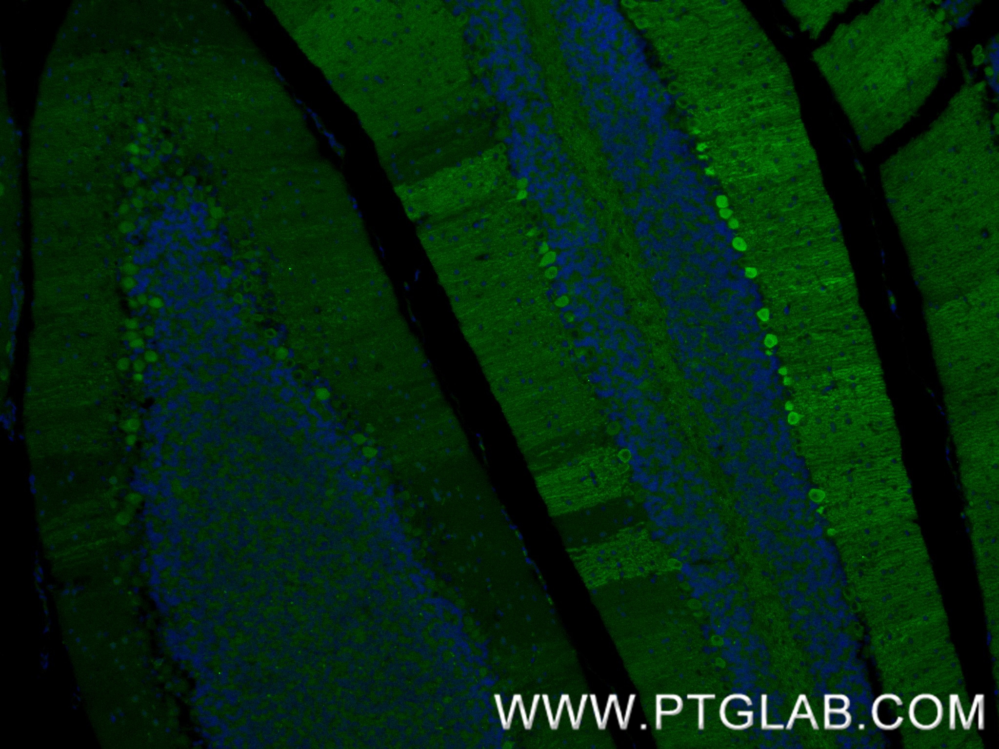 IF Staining of mouse cerebellum using 88102-1-RR (same clone as 88102-1-PBS) IF Staining of mouse cerebellum using 88102-1-RR (same clone as 88102-1-PBS)