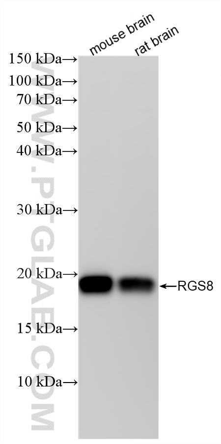 WB analysis using 88102-1-RR (same clone as 88102-1-PBS) WB analysis using 88102-1-RR (same clone as 88102-1-PBS)