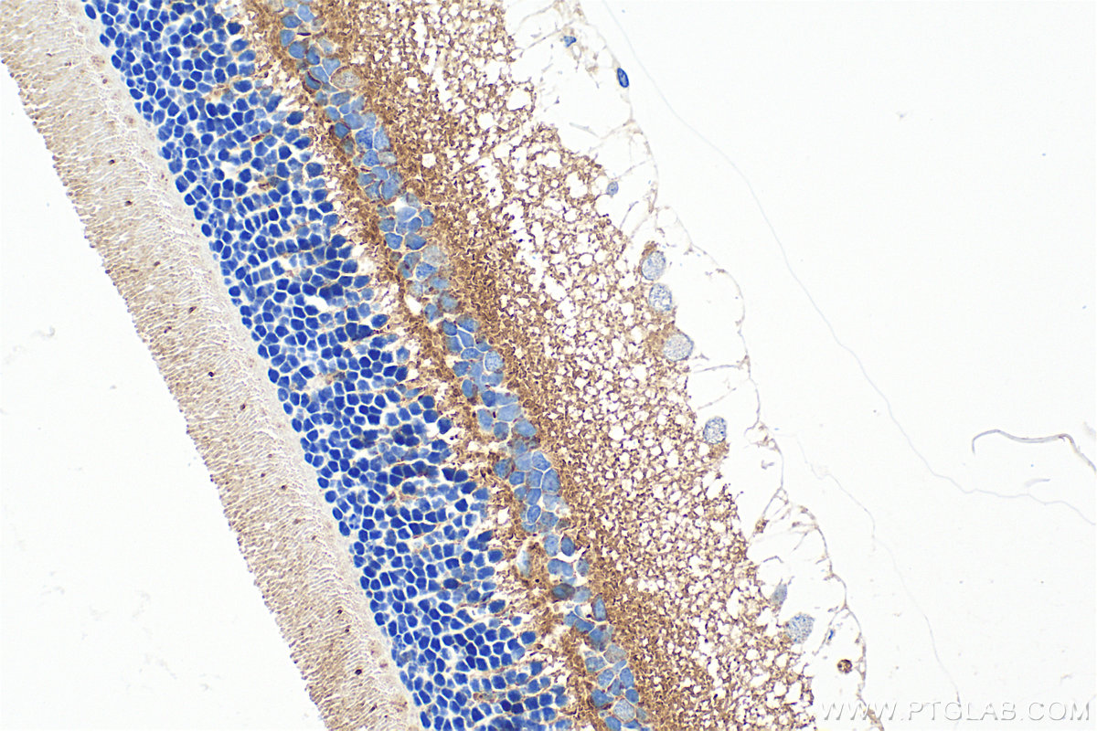IHC staining of rat eye using 33040-1-AP