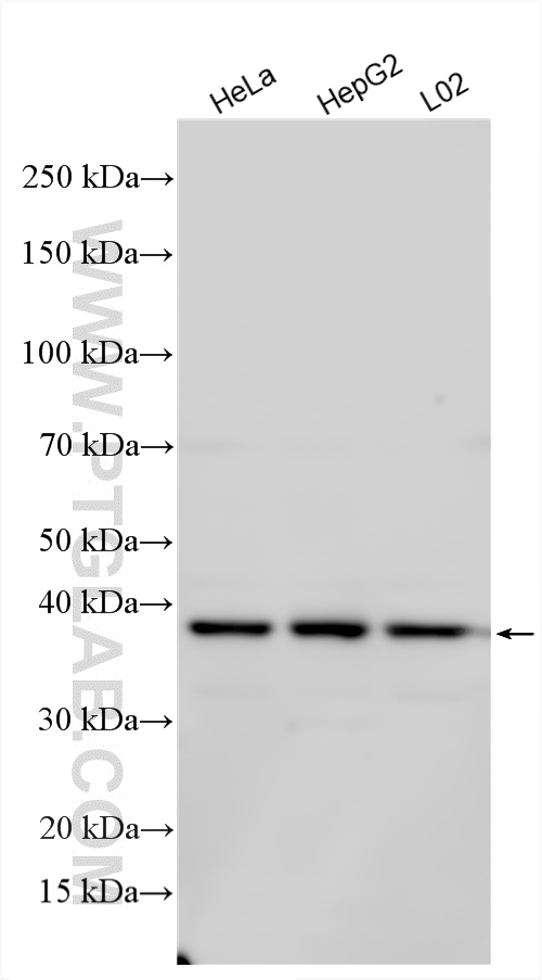 WB analysis using 21457-1-AP