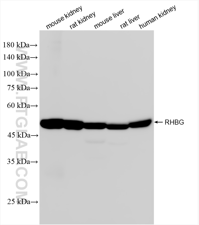 Various lysates were subjected to SDS PAGE followed by western blot with 87381-1-RR (RHBG antibody) at dilution of 1:5000 incubated at room temperature for 1.5 hours. WB analysis using 87381-1-RR