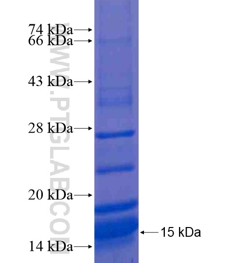 RHBG fusion protein Ag20782 SDS-PAGE RHBG fusion protein Ag20782 SDS-PAGE