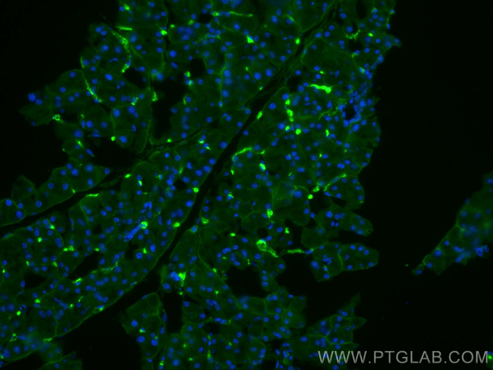 IF Staining of mouse pancreas using 66714-1-Ig (same clone as 66714-1-PBS)