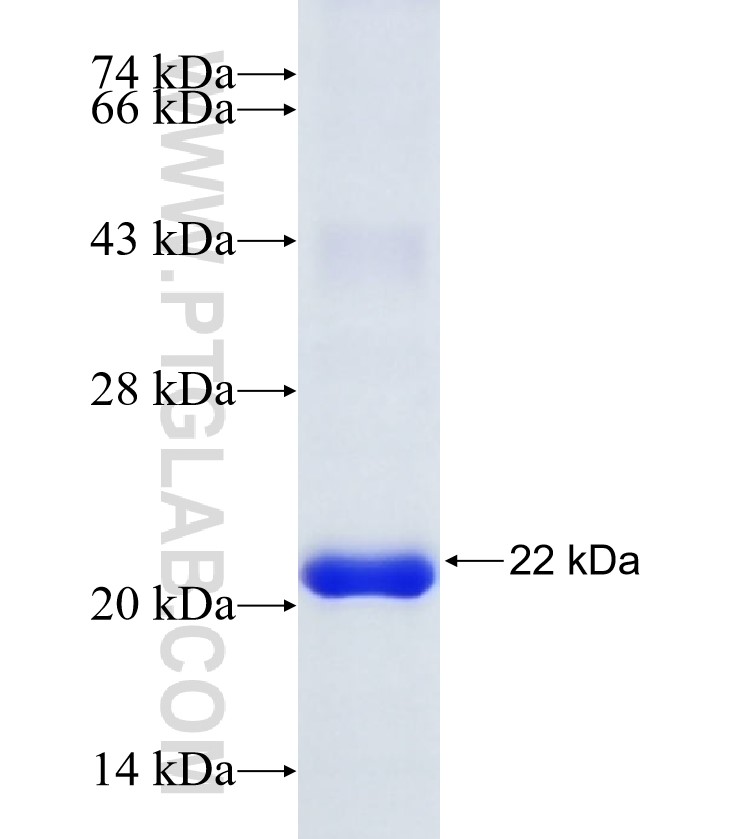 RHEB fusion protein Ag8887 SDS-PAGE