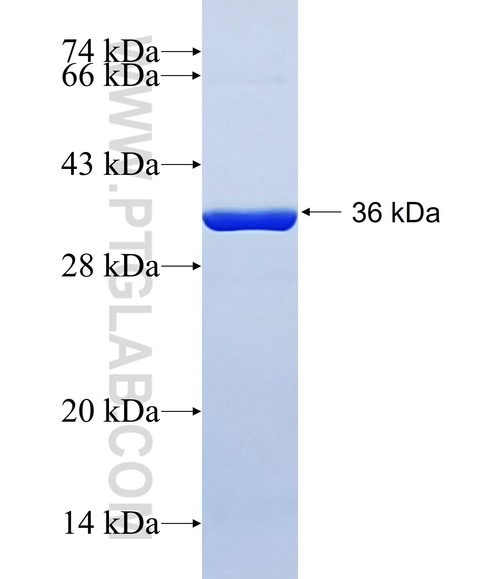 RHEBL1 fusion protein Ag35122 SDS-PAGE RHEBL1 fusion protein Ag35122 SDS-PAGE