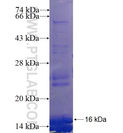 RHEBL1 fusion protein Ag4286 SDS-PAGE