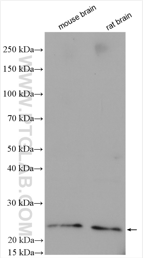 WB analysis using 10749-1-AP