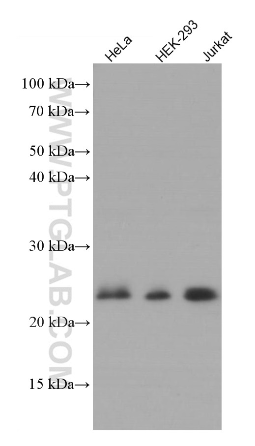 WB analysis using 66733-1-Ig