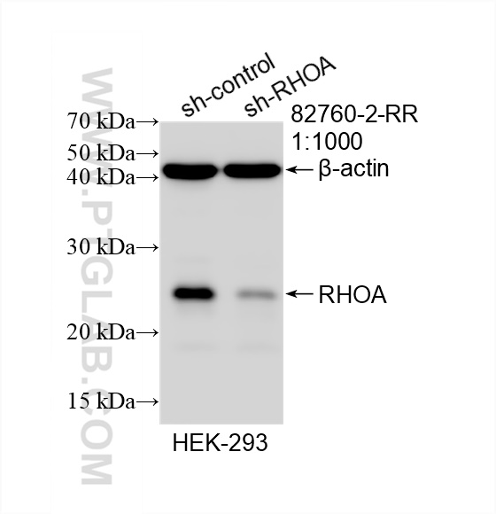 WB analysis of HEK-293 using 82760-2-RR (same clone as 82760-2-PBS)