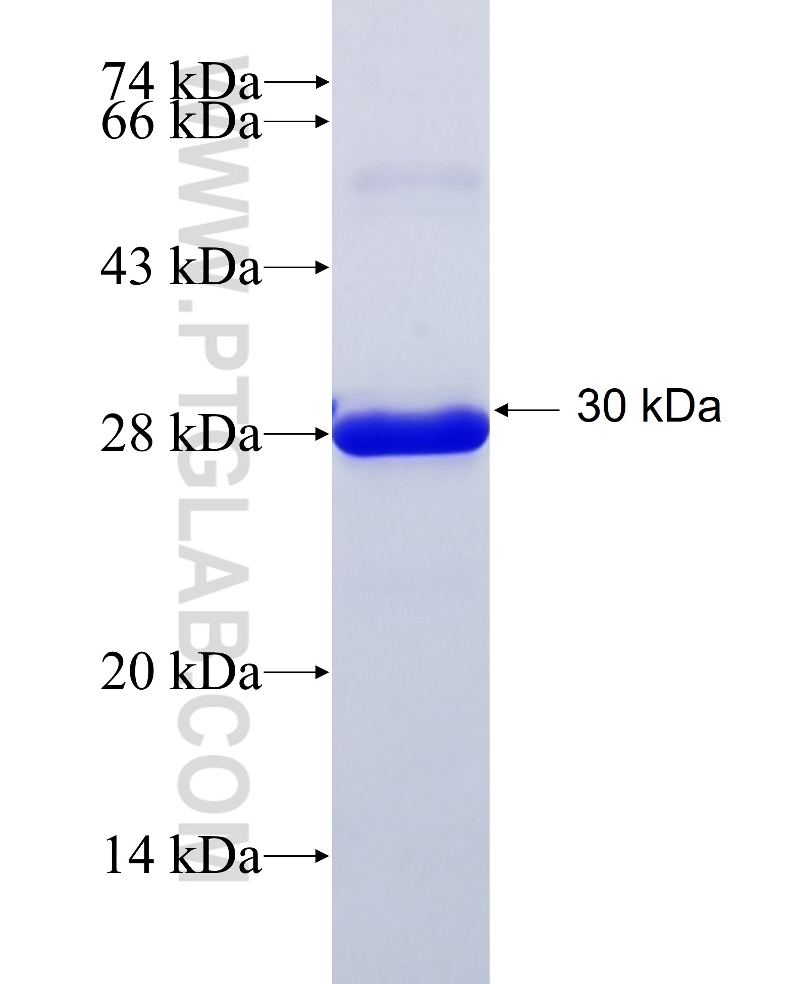 RHOA fusion protein Ag28801 SDS-PAGE