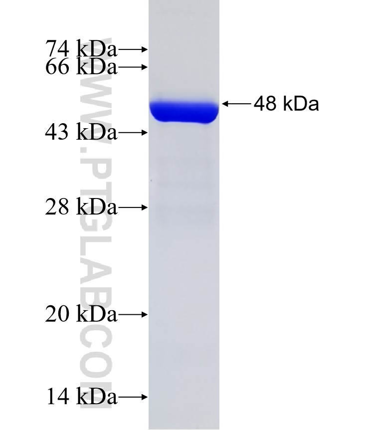 RHOA fusion protein Ag1141 SDS-PAGE